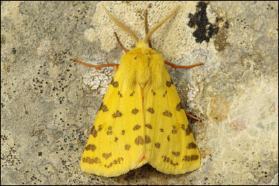 Rhyparia purpurata (Linnaeus, 1758) -  