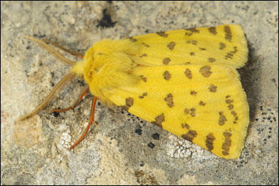 Rhyparia purpurata (Linnaeus, 1758) -  