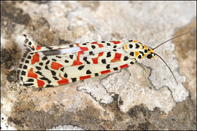 Utetheisa pulchella (Linnaeus, 1758) -  