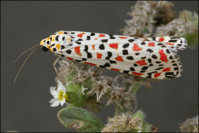 Utetheisa pulchella (Linnaeus, 1758) -  