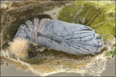 Carcharodus lavatherae (Esper, [1783]) -  