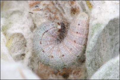 Carcharodus orientalis Reverdin, 1913 - ������������� ���������