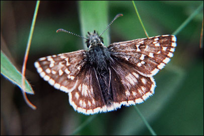 Pyrgus serratulae (Rambur, 1839) -  