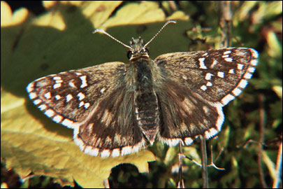 Pyrgus serratulae (Rambur, 1839) -  