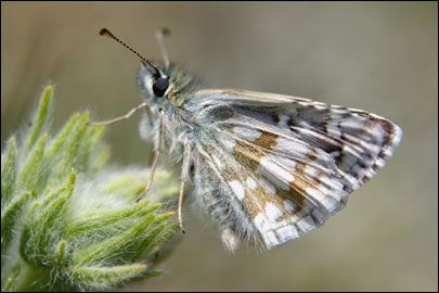 Pyrgus serratulae (Rambur, 1839) -  