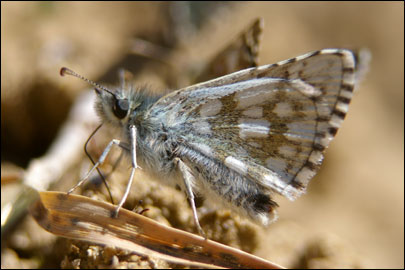 Pyrgus serratulae (Rambur, 1839) -  