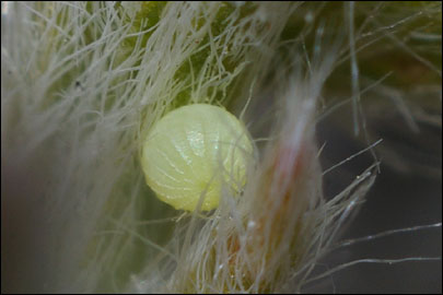 Pyrgus serratulae (Rambur, 1839) -  