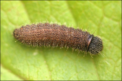 Pyrgus serratulae (Rambur, 1839) -  