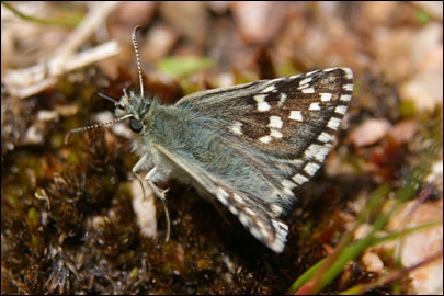 Pyrgus serratulae (Rambur, 1839) -  