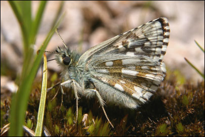 Pyrgus serratulae (Rambur, 1839) -  