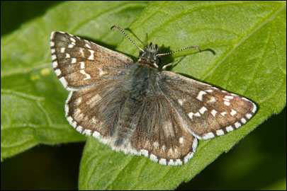 Pyrgus serratulae (Rambur, 1839) -  