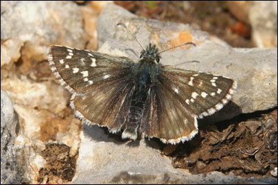 Pyrgus serratulae (Rambur, 1839) -  