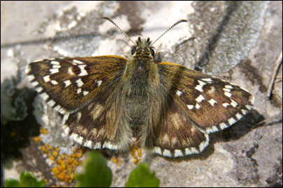 Pyrgus serratulae (Rambur, 1839) -  
