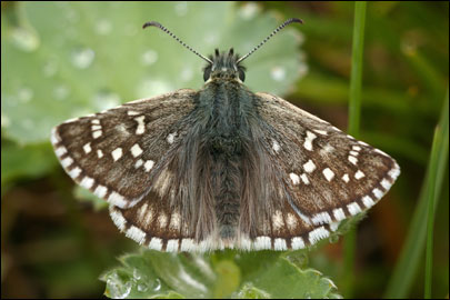 Pyrgus serratulae (Rambur, 1839) -  
