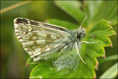 Pyrgus serratulae (Rambur, 1839) -  