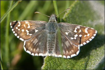 Pyrgus serratulae (Rambur, 1839) -  