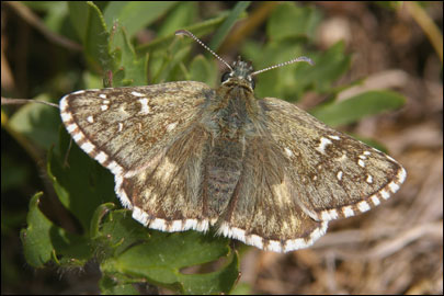 Pyrgus serratulae (Rambur, 1839) -  