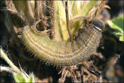 Pyrgus serratulae (Rambur, 1839) -  