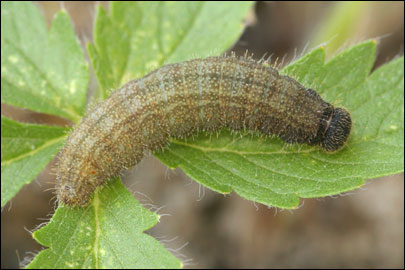Pyrgus serratulae (Rambur, 1839) -  
