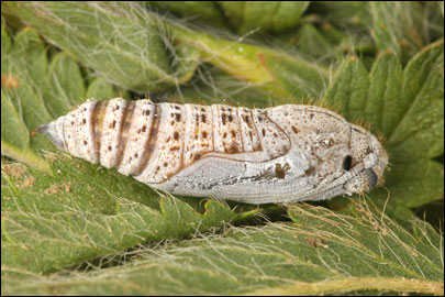 Pyrgus serratulae (Rambur, 1839) -  