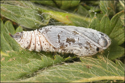 Pyrgus serratulae (Rambur, 1839) -  