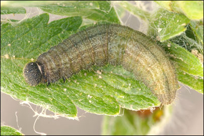 Pyrgus serratulae (Rambur, 1839) -  
