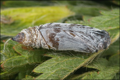 Pyrgus serratulae (Rambur, 1839) -  