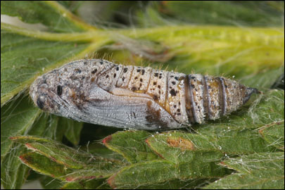 Pyrgus serratulae (Rambur, 1839) -  