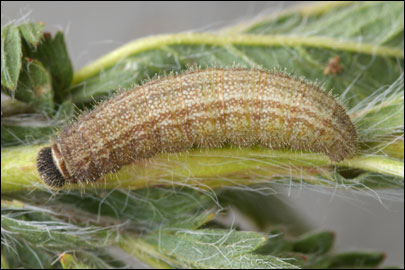 Pyrgus serratulae (Rambur, 1839) -  