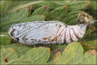 Pyrgus serratulae (Rambur, 1839) -  