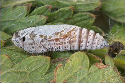 Pyrgus serratulae (Rambur, 1839) -  