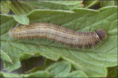 Pyrgus serratulae (Rambur, 1839) -  