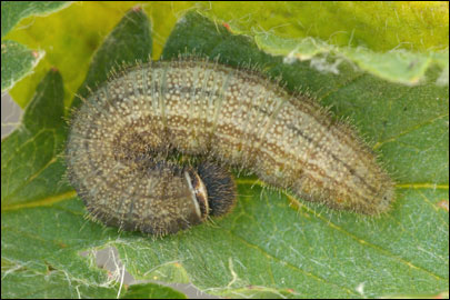 Pyrgus serratulae (Rambur, 1839) -  
