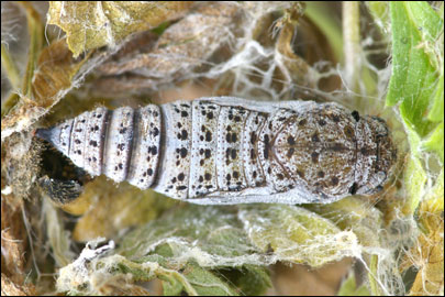 Pyrgus serratulae (Rambur, 1839) -  