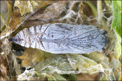 Pyrgus serratulae (Rambur, 1839) -  