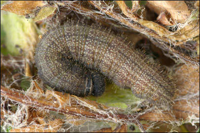 Pyrgus serratulae (Rambur, 1839) -  