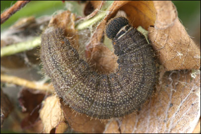 Pyrgus serratulae (Rambur, 1839) -  