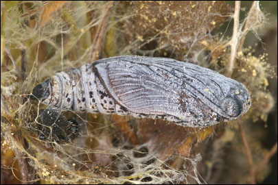 Pyrgus serratulae (Rambur, 1839) -  