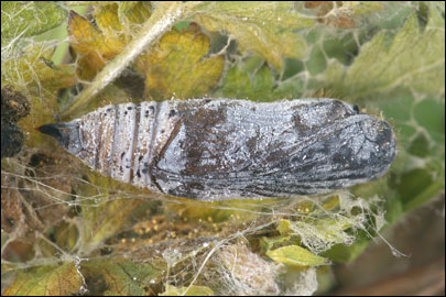 Pyrgus serratulae (Rambur, 1839) -  