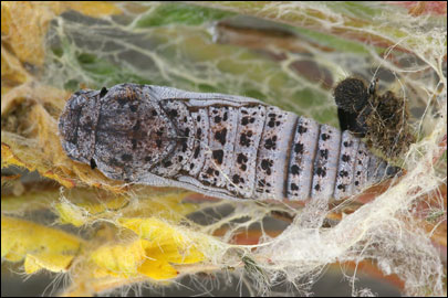 Pyrgus serratulae (Rambur, 1839) -  