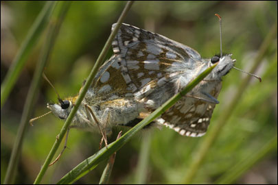 Pyrgus serratulae (Rambur, 1839) -  