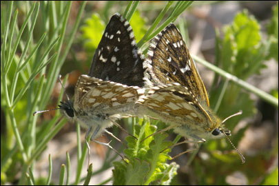 Pyrgus serratulae (Rambur, 1839) -  