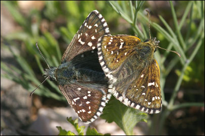 Pyrgus serratulae (Rambur, 1839) -  