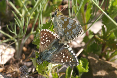 Pyrgus serratulae (Rambur, 1839) -  