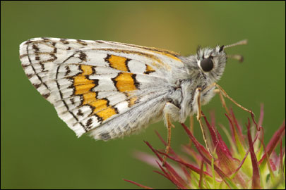 Pyrgus sidae (Esper, [1784]) - ������������� ����