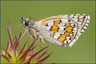 Pyrgus sidae (Esper, [1784]) - ������������� ����