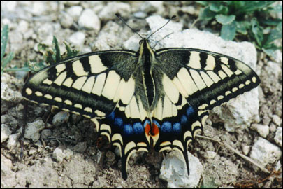 Papilio machaon Linnaeus, 1758 -  