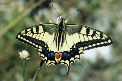 Papilio machaon Linnaeus, 1758 -  