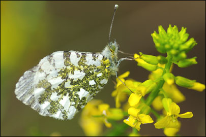 Anthocharis cardamines (Linnaeus, 1758) - ������ ������������