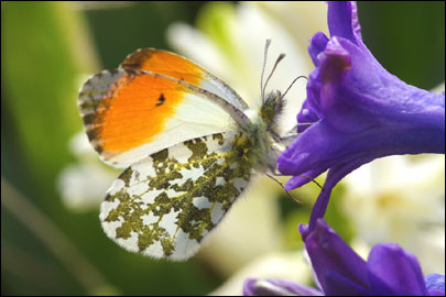 Anthocharis cardamines (Linnaeus, 1758) - ������ ������������